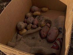 Potato Farm, Track Lighting